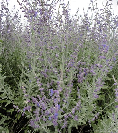 Russian Sage Little Spire